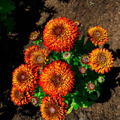 Rudbeckia hirta Solar Sisters™