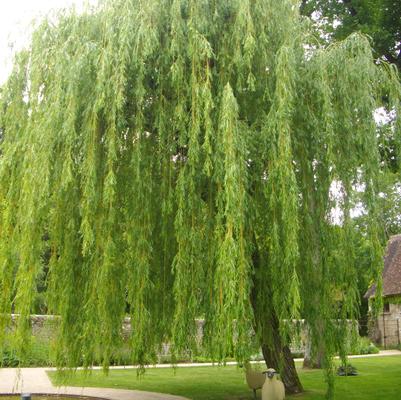 Salix babylonica 