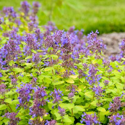Nepeta x 'Lemon Purrfection'
