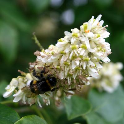 Maackia amurensis 