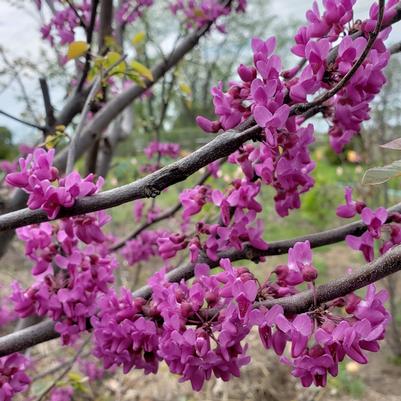 Cercis canadensis Lucious Lavender™