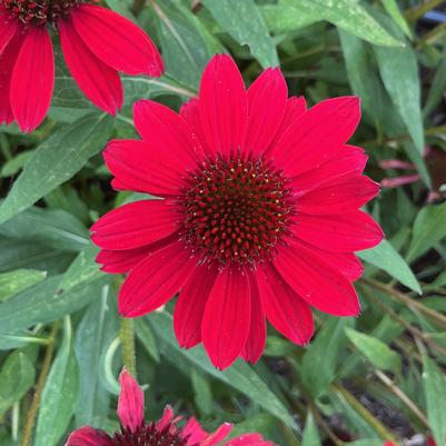 Echinacea x Sunmagic® 'Vintage Hot Red'