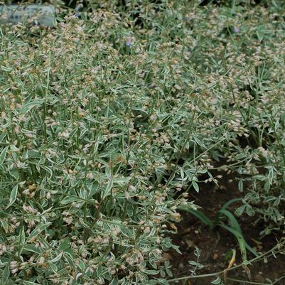 Polemonium reptans 'Touch of Class'