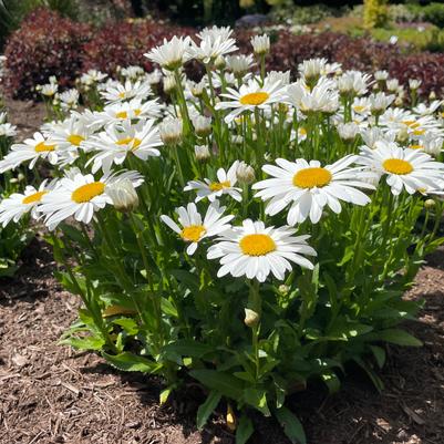 Leucanthemum maximum Ooh La™ LaGrande