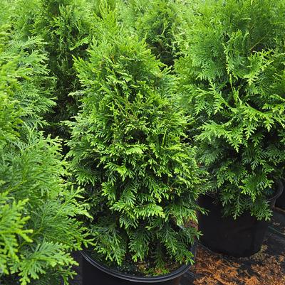 Thuja occidentalis Sasquatch Dark Green™