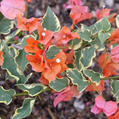 Bougainvillea Bambino®