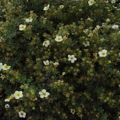 Potentilla fruticosa 'Abbottswood'