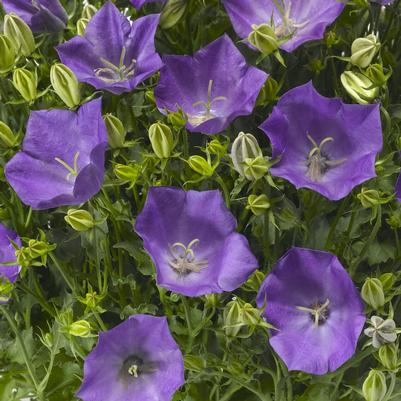 Campanula carpatica Pristar™ Deep Blue