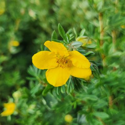Potentilla fruticosa 'Goldfinger'