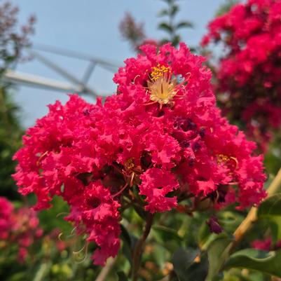 Lagerstroemia indica 'Tuscarora'