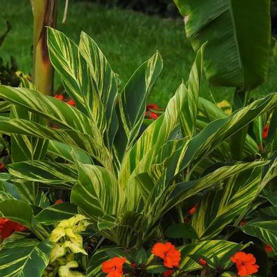 Alpinia zerumbet 'Variegata'