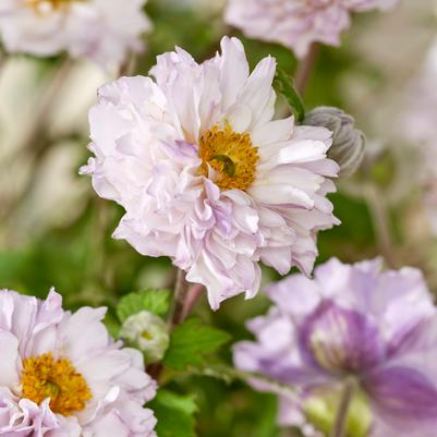Anemone japonica Frilly Knickers™