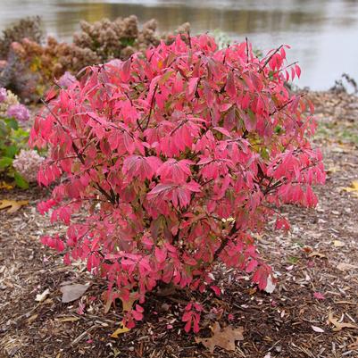 Euonymus alatus Fire Ball Seedless®