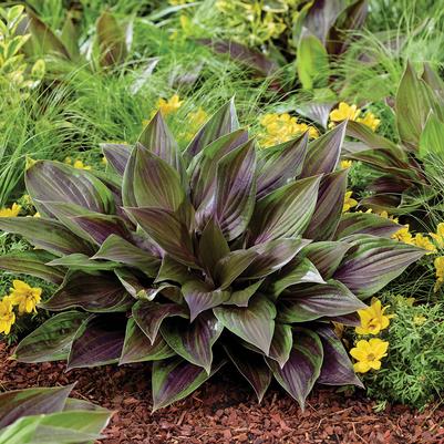 Hosta Red Ninja™