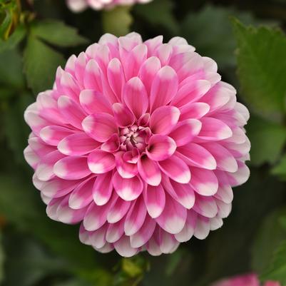 Dahlia Dalaya®Pink Lace