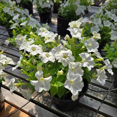 Petunia 'Firefly'