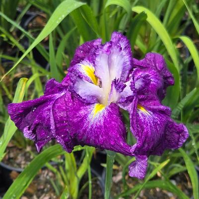 Iris ensata Harlequinesque