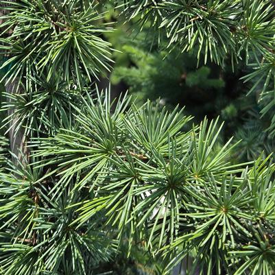 Cedrus atlantica 'Granny Louise'
