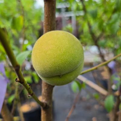 Prunus persica 'Tropic Snow'