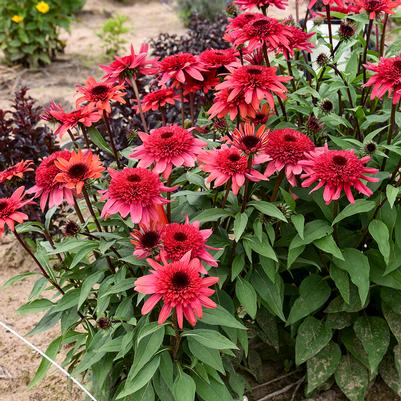 Echinacea Double Dipped® 'Raspberry Ripple'