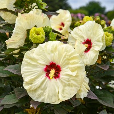 Hibiscus Summerific® 'Coconut Cream'
