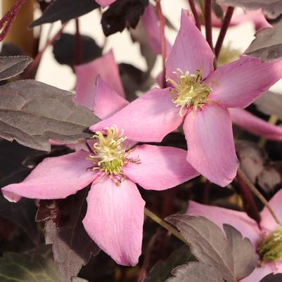 Clematis montana Moongate Mocha™