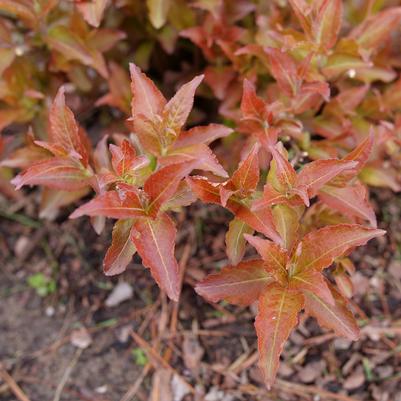 Diervilla × splendens Kodiak®