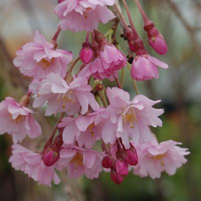 Prunus subhirtella Pendula