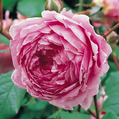Rosa Huntington Rose
