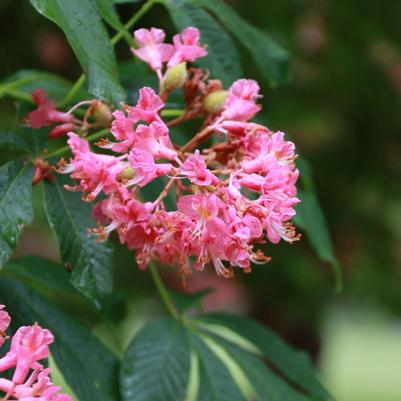 Aesculus carnea 'Fort McNair'