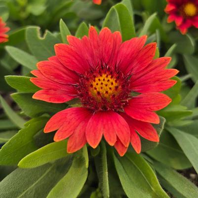 Gaillardia x GUSTO™ Paprika