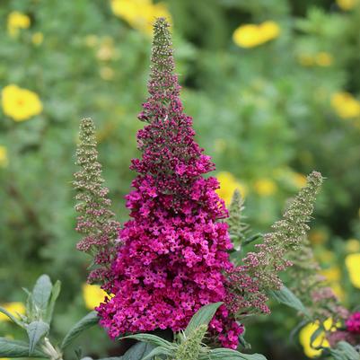 Buddleia x Pugster Pico Punch™