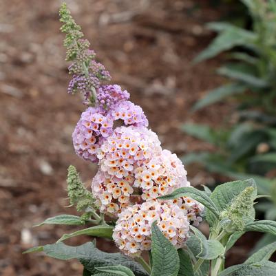 Buddleia x Pugster Sorbet™