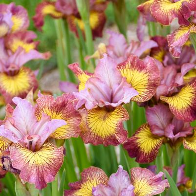 Iris sibirica 'Fiddles on Fire'