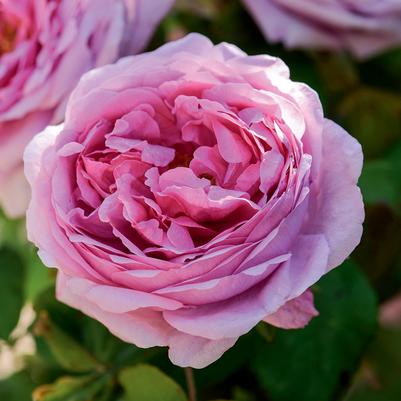 Rosa Comte de Chambord