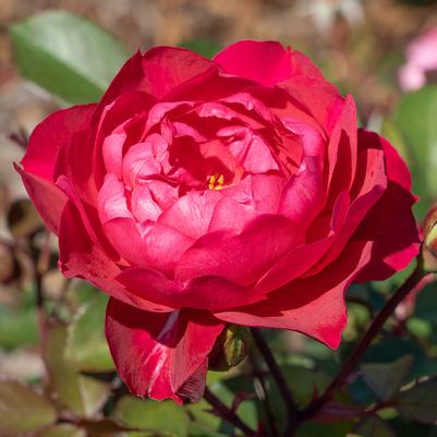Rosa Triple Knock Out®