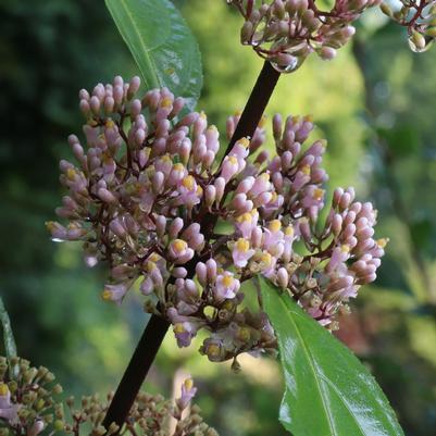 Callicarpa x Bubble Up®