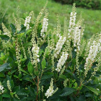 Clethra alnifolia Ripple Effect™