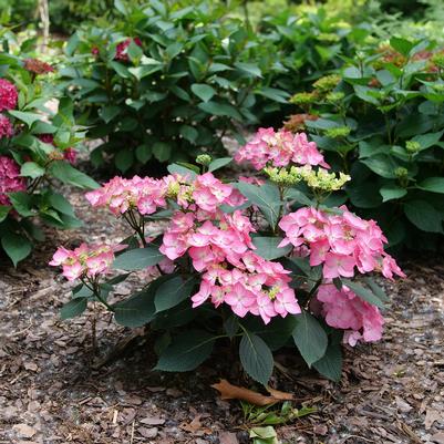 Hydrangea macrophylla × serrata Let's Dance Hot Stepper®