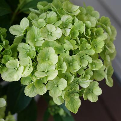 Hydrangea x Fairytrail® Green