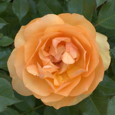 Rosa x Reminiscent® Ginger