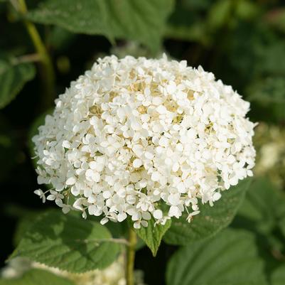 Hydrangea arborescens American Lace™ White