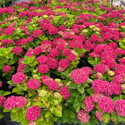 Hydrangea macrophylla Drama Queen™