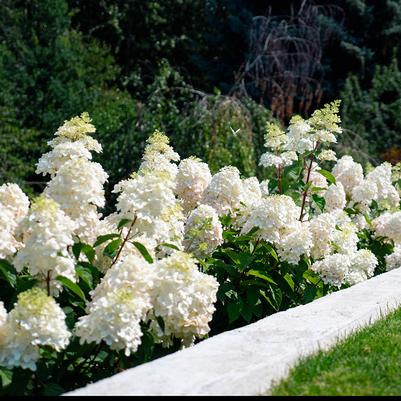 Hydrangea paniculata Bouncy®