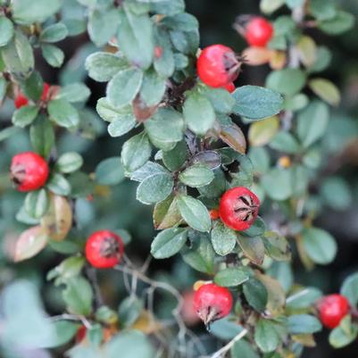 Cotoneaster buxifolia Silverstone™