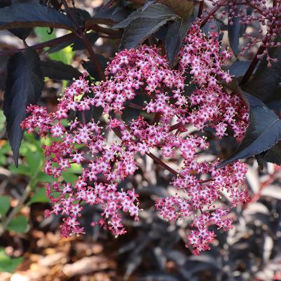 Sambucus nigra Pink Pony™