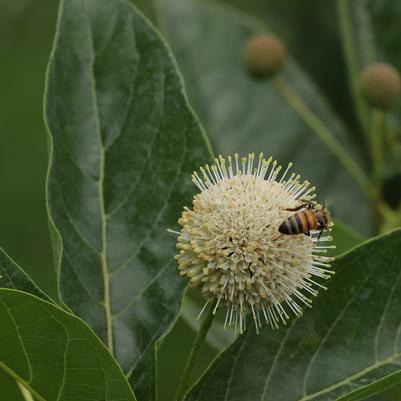 Cephalanthus occidentalis Sugar Shack® 2.0