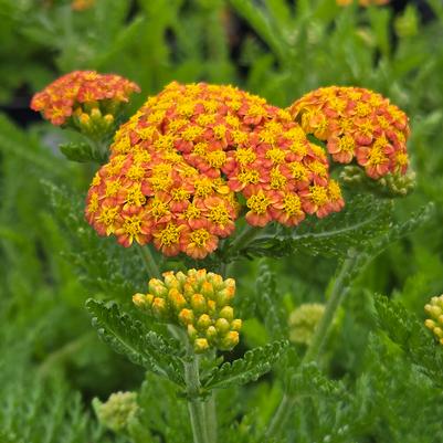 Achillea millefolium Skysail Yellow