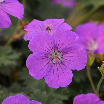 Geranium sanguineum Purple Glow