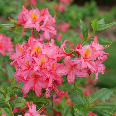 Azalea x Sweet Reward® Pink